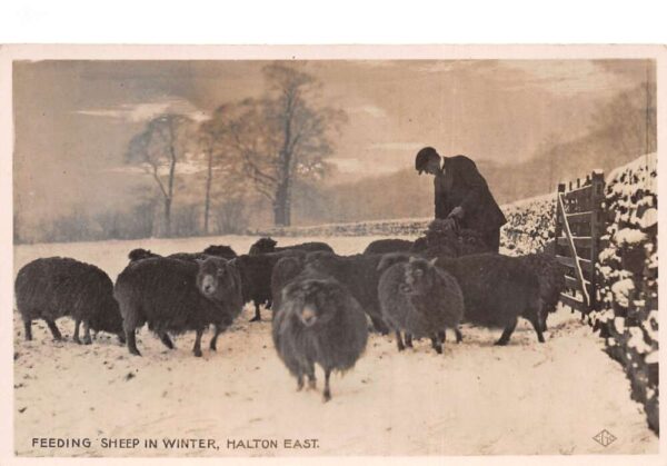 Halton East England Feeding Sheep in Winter Real Photo Vintage Postcard AA92479