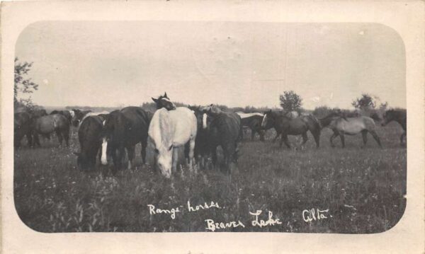Beaver Lake Canada Range Horses Real Photo Vintage Postcard AA92551