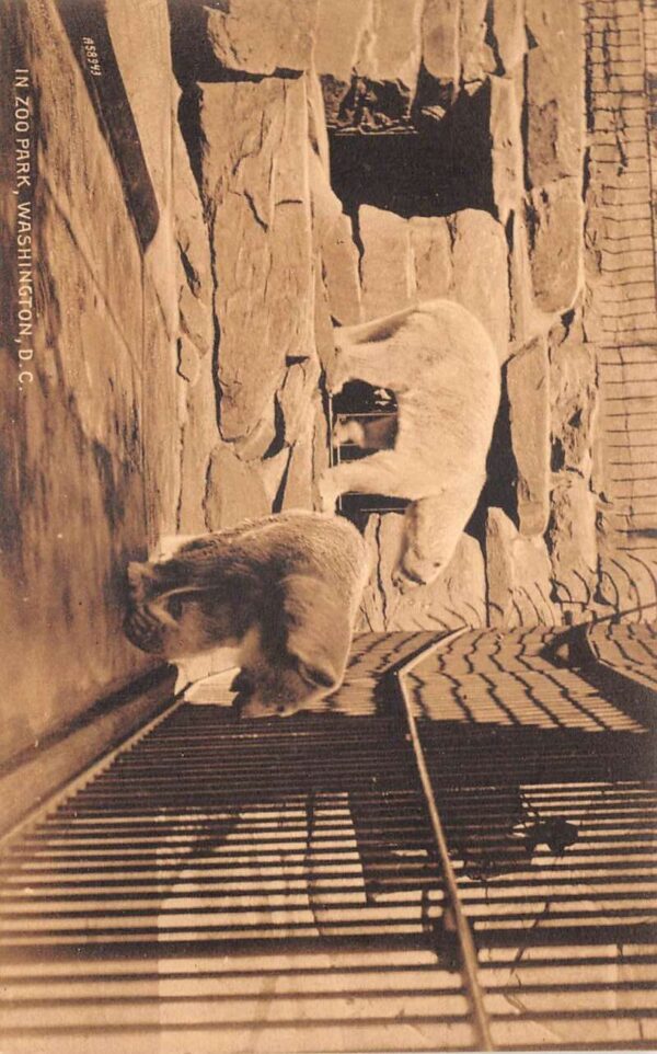 Washington DC Zoo Park Polar Bears Vintage Postcard AA93002