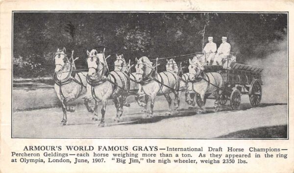London England Armour's World Famous Grays, Draft Horses, Vintage PC U21893