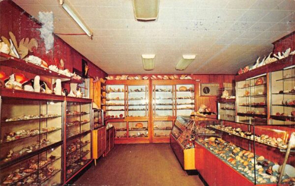 Sanibel Island Florida Elsie Malone Specimen Shells Seashell Giftshop PC AA99127