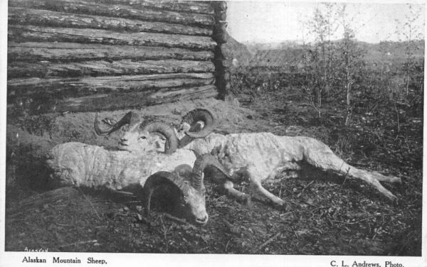 Alaska Alaskan Mountain Sheep Vintage Postcard AA99220