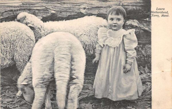 Terry Montana Laura Mothershead Girl with Sheep Vintage Postcard AA99317
