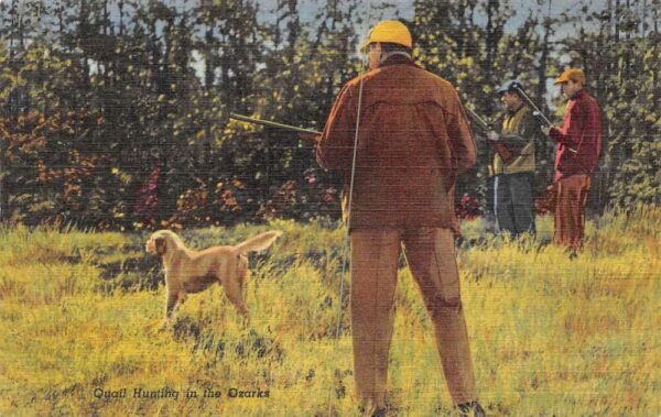 Ozarks Missouri Bobwhite Quail Hunting Vintage Postcard AA99636