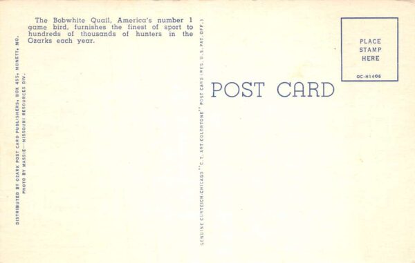 Ozarks Missouri Bobwhite Quail Hunting Vintage Postcard AA99636 - Image 2