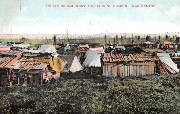 Washington Indian Encampment Hop Picking Season Vintage Postcard AA99748