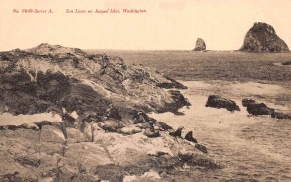 Jagged Islet Washington Sea Lions on Rocks Scenic View Vintage Postcard AA99805