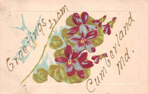 Cumberland Maryland Greetings Purple Flowers Vintage Postcard AA87327