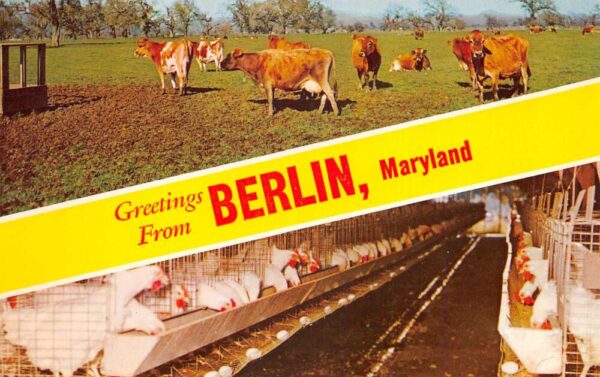 Berlin Maryland Greetings Farming Scene Cows Chickens Postcard AA87355