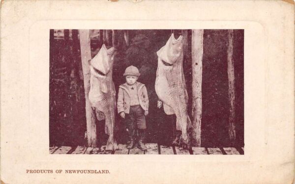 Newfoundland Canada Boy with Big Fish Vintage Postcard AA87402