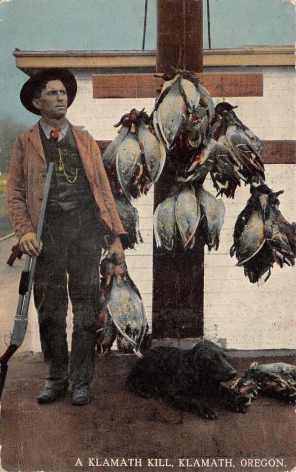 Klamath Oregon Klamath Kill Duck Hunting Black Lab Dog Postcard AA87460