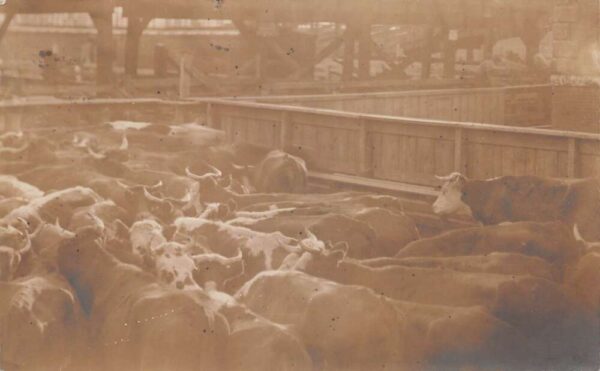 Kansas City Missouri Stockyards Real Photo Vintage Postcard AA88233