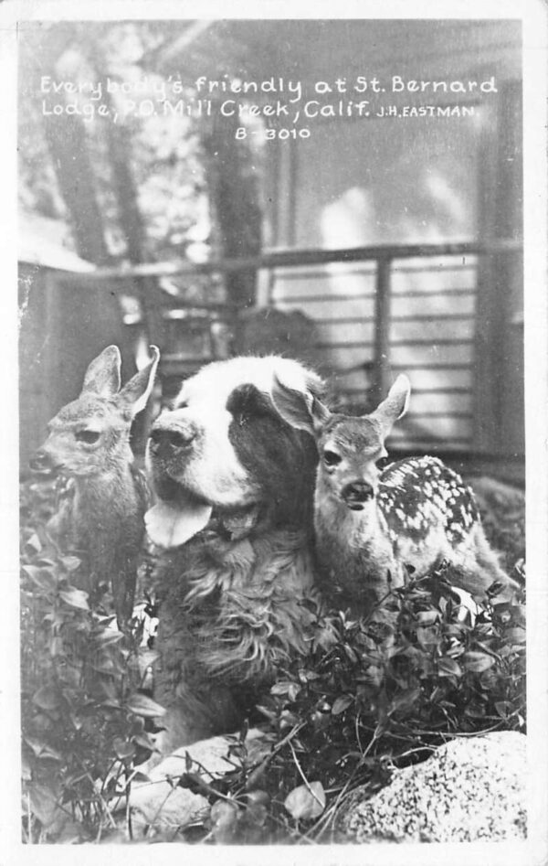 Mill Creek California St Bernard Lodge Dog with Deer Real Photo Postcard AA88303