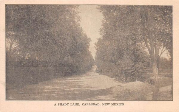 Carlsbad New Mexico A Shady Lane Scenic View Vintage Postcard AA88353
