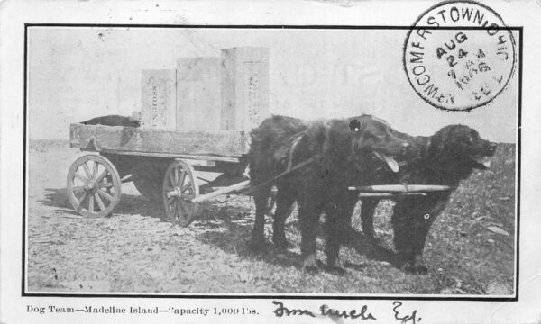 Madeline Island Wisconsin Dog Team Pulling Crates Vintage Postcard AA88665