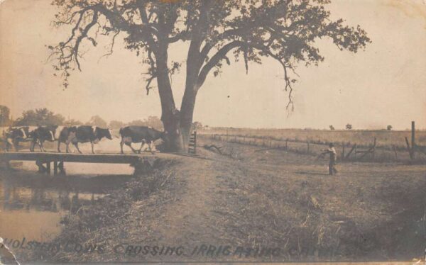Willow California Holstein Cows Crossing Irrigation Canal Real Photo PC AA88812