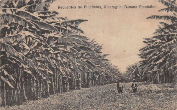 Bluefields Nicaragua Banana Plantation Vintage Postcard AA88886