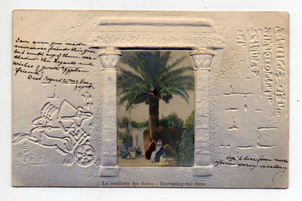 Eygpt Harvesting Dates Embossed Airbrushed Tinted Real Photo Postcard AA88890
