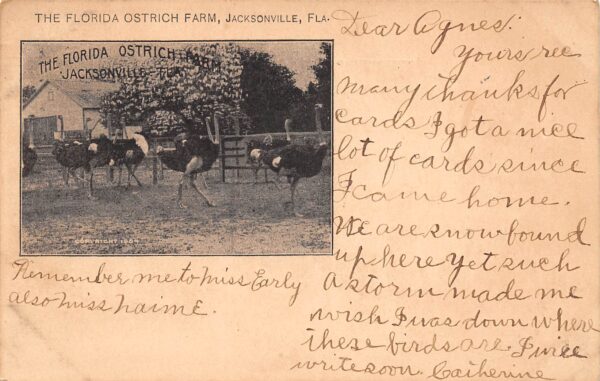 Jacksonville Florida Ostrich Farm, Undivided Back, Vintage Postcard U20916