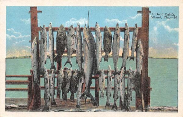 Miami Florida "A Good Catching" Fishing Scene Vintage Postcard AA89449