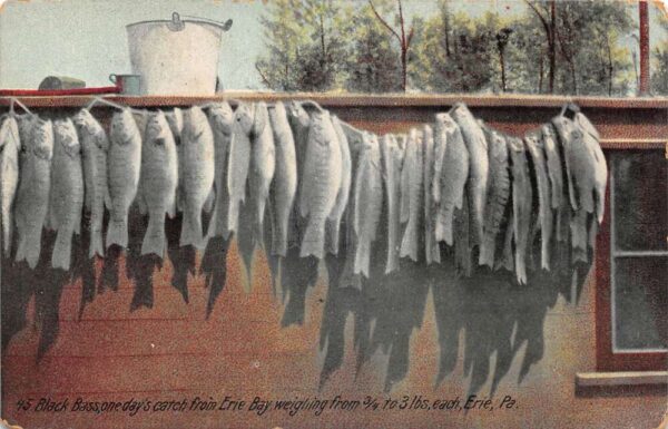 Erie Pennsylvania Black Bass Fishing Days Catch Vintage Postcard AA89451