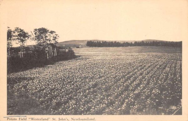 St Johns Newfoundland Canada Westerland Potato Field Farming Postcard AA89473