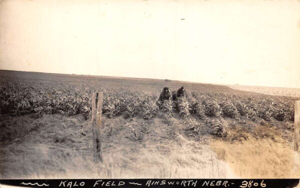 Ainsworth Nebraska Kalo Field Farming Real Photo Postcard AA89475