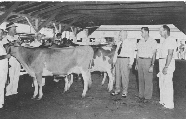 Harrington Delaware State Fair Cattle Judging Vintage Postcard AA89603