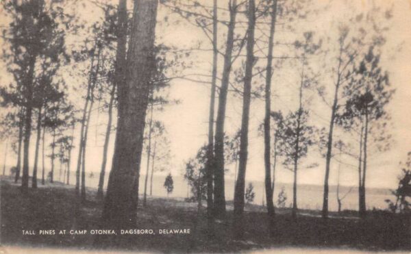 Dagsboro Delaware Camp Otonka Tall Pines Scenic View Vintage Postcard AA89604