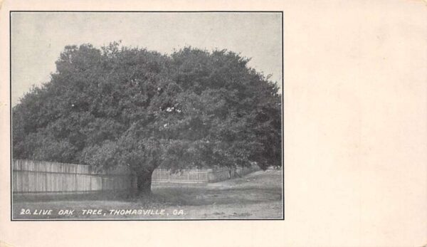 Thomasville Georgia Live Oak Tree Vintage Postcard AA89624