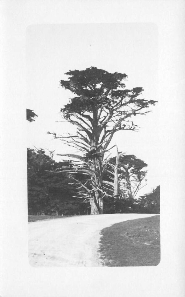 California Monterey Cypress Tree Real Photo Vintage Postcard AA89629