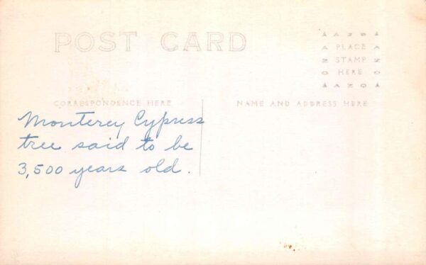 California Monterey Cypress Tree Real Photo Vintage Postcard AA89629 - Image 2