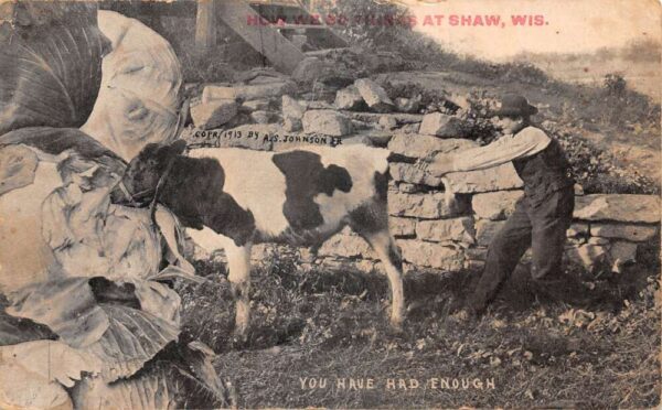 Shaw Wisconsin Cow Eating Giant Cabbage Exaggeration Vintage Postcard AA89789