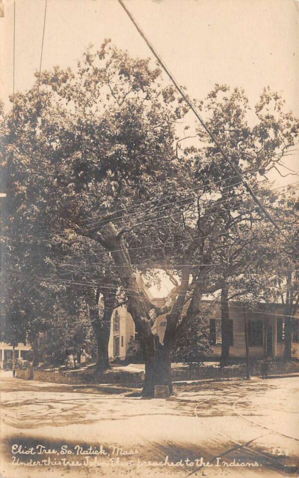 South Natick Massachusetts John Eliot Tree Real Photo Vintage Postcard AA89981
