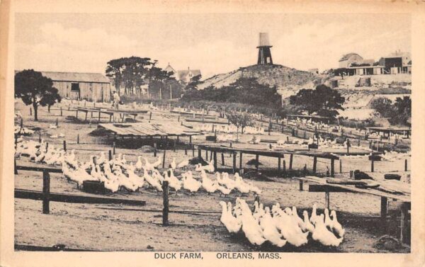 Orleans Massachusetts Duck Farm Vintage Postcard AA90027