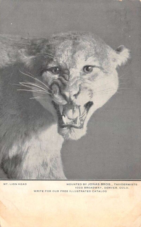 Denver Colorado Mt Lion Head Taxidermy Vintage Postcard AA90080