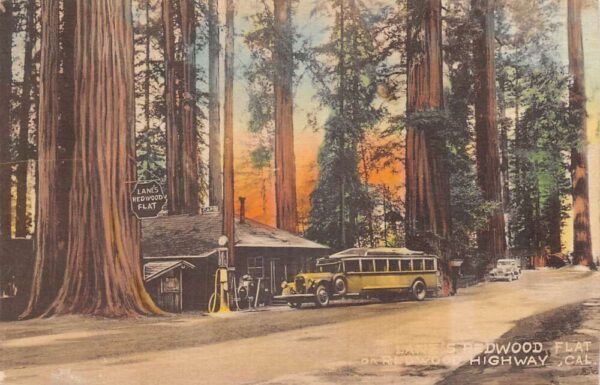 Redwood Highway California Lane's Redwood Flat Bus Stop Postcard AA100223
