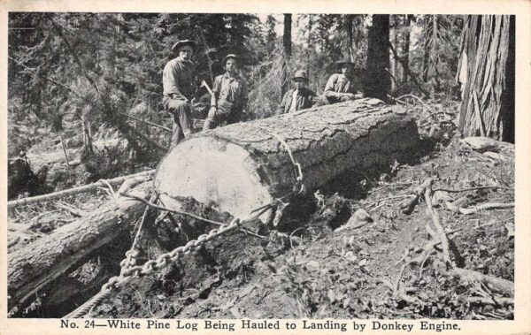 McCloud California McCloud River Lumber Co Hauling Log Vintage Postcard AA100317