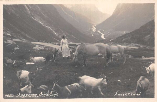Videsaeter Videseter Norway Farm Scene Animals Grazing Real Photo PC AA100641
