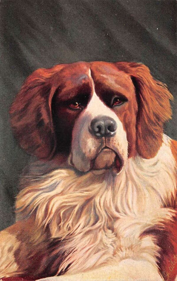 Newfoundland Dog, Tuck Published Oilette, Vintage Postcard U22929