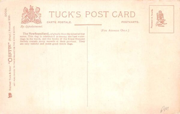 Newfoundland Dog, Tuck Published Oilette, Vintage Postcard U22929 - Image 2