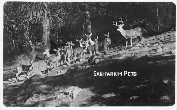 St. Helena California Sanitarium Pets, Real Photo, Vintage Postcard U23029