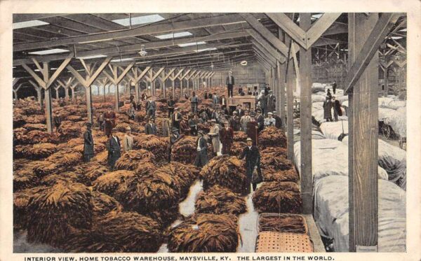 Maysville Kentucky Home Tobacco Warehouse, Interior, Vintage Postcard U20333