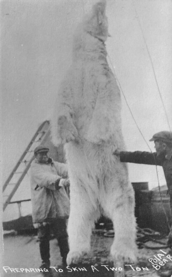 Hunting Scene Preparing to Skin a Polar Bear Real Photo Postcard AA86809