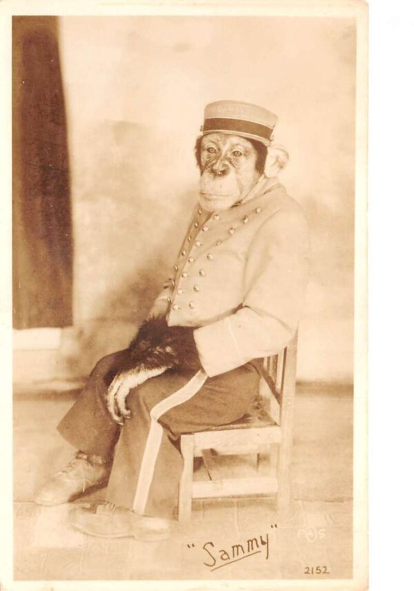 Sammy Chimpanzee Monkey in Bellhop Uniform Real Photo Vintage Postcard AA86908