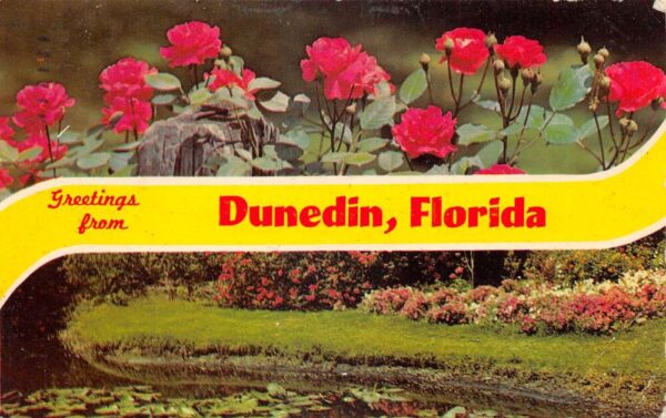 Dunedin Florida Greetings Roses Flowers Scenic View Postcard AA87215