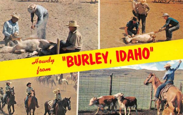 Burley Idaho Greetings Ranch Scene Branding Cattle Postcard AA87237