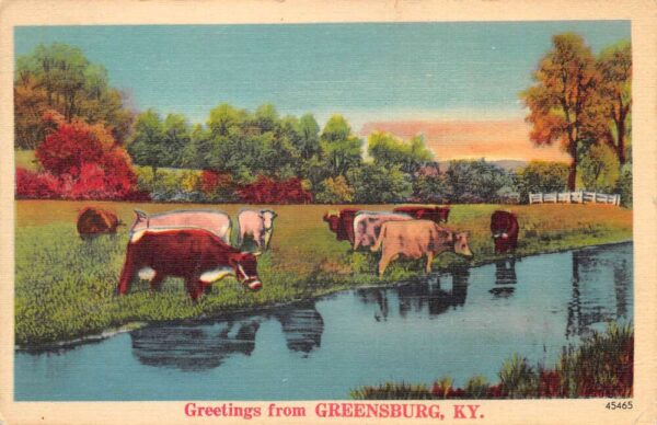 Greensburg Kentucky Greetings Ranch Scene Cows Cattle Postcard AA87315