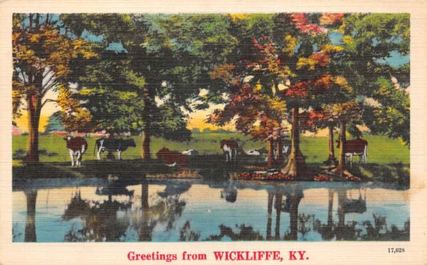 Wickliffe Kentucky Greetings Cows Cattle Scenic View Postcard AA87317