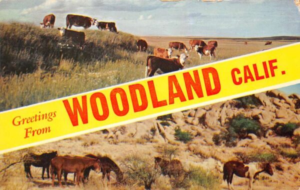 Woodland California Greetings From Woodland, Chrome, Vintage Postcard U20479